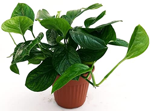POWERS TO FLOWERS - PHILODENDRON, PHYLODENDRON, MONSTERA PINNATIPARTITA, VASO 14cm, pianta vera