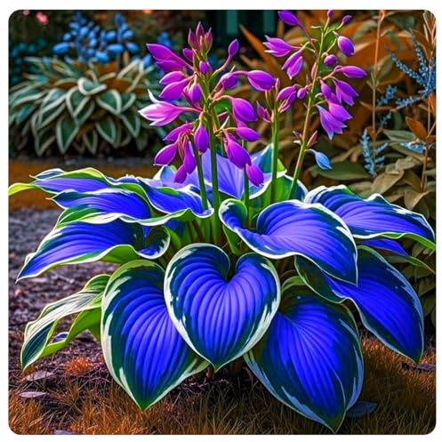 Miste,Bulbi di hosta,Radici Selezionate di hosta in vaso,Resistenti al freddo e all'ombra,Decorazione di giardini e Balconi.-8Rizoma-F