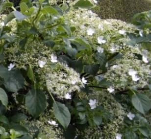 Kletterhortensie Flying Saucer - Hydrangea petiolaris Flying Saucer - 40-60cm