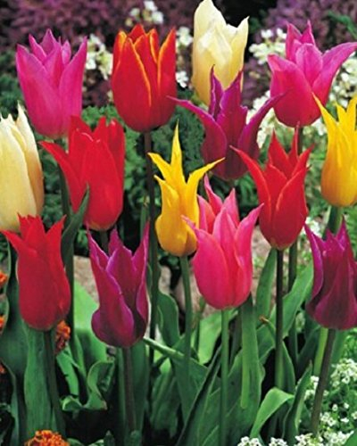 20 Gemischte Lilienblütige Tulpenzwiebeln Blumenzwiebeln Tulpen