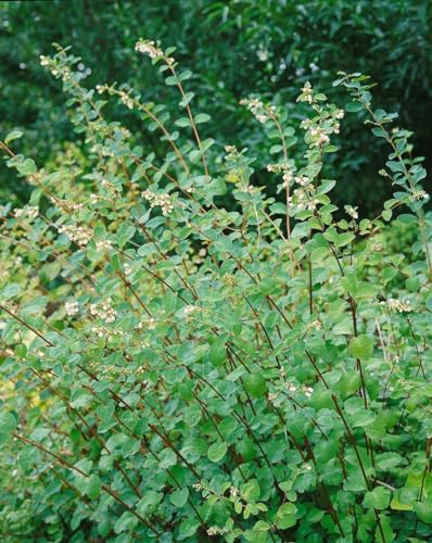 Symphoricarpos doorenbosii 'Amethyst' 40-60 cm - Purpurbeere, rosa-lila Beeren, Herbstfärbung, ideal für Hecken, pflegeleicht und winterhart