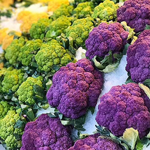 500 Stück Blumenkohlsamen, Blumen Samen für Garten und Balkon,Ideale Garten Pflanzen, Balkon Pflanzen & Kübelpflanzen,500Pcs Cauliflower Seeds