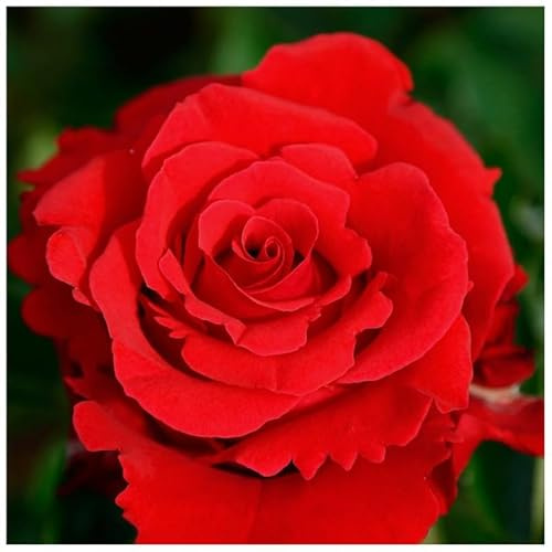 Planta de Exterior Rosal Grandiflora Rojo Planta Arbustiva para Jardín