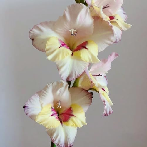 15 pcs gladiolen zwiebeln winterhart, Gladiolen Knollen, geschenke für pflanzenliebhaber stauden gladiolus zwiebeln (Gladiolus gandavensis) blumen für balkon, seltene pflanzen gartenpflanzen