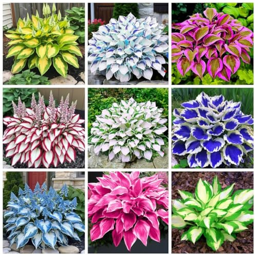 Miscela Premium Hosta, oltre 200 varietà perenni multicolori tolleranti all'ombra, da giardino e da vaso