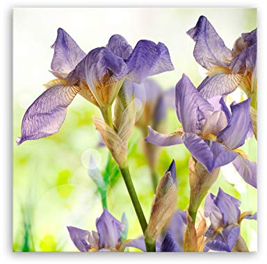 ge Bildet¨ Impressions sur Toile lis - 70x70 cm