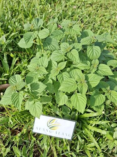 Daun Tembelekan (Lantana Camara) Shrub Verbena Dried Leaves (30 gram)