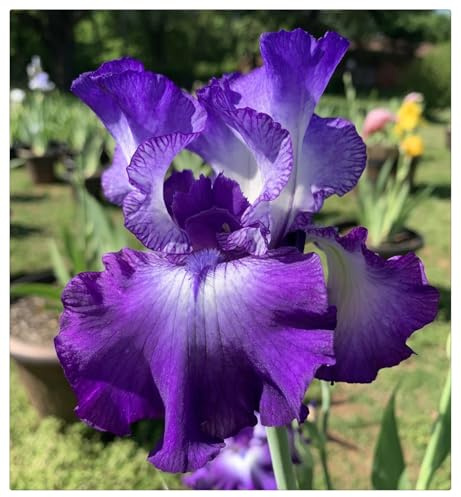 Otoño o primavera Excelente para plantar en interiores o exteriores.Fácil de cultivar. En maceta.Bulbos de Iris-10 Bulbos