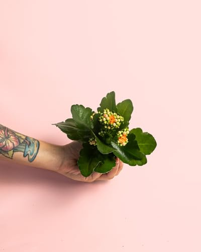 Kalanchoe Naranja | Mini Planta Natural | Pur Plant
