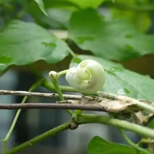 semillas de frijol caracol - de primavera mariposa interior decoración jardín colgantes jardín lugares soleados orgánico 50pcs