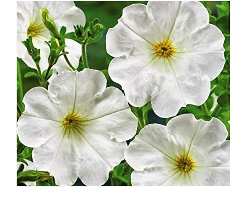 Pezzi - 750x Petunia Multiflora Snowball Petunie Giardino Piante - Seme K325 - Seeds & Plants Shop by Ipsa