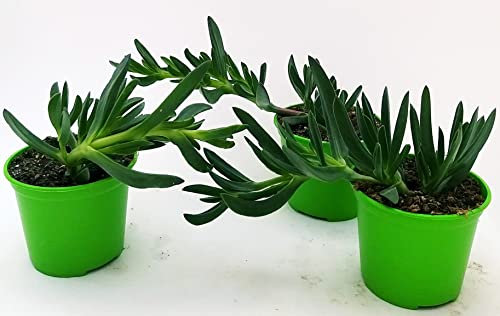 POWERS TO FLOWERS - CARPOBROTUS EDULIS, FICO DEGLI OTTENTOTTI, MESEMBRIANTEMO, A FIORE FUCSIA, GIALLO e BIANCO, VASO 14CM DIAMETRO, piante vere