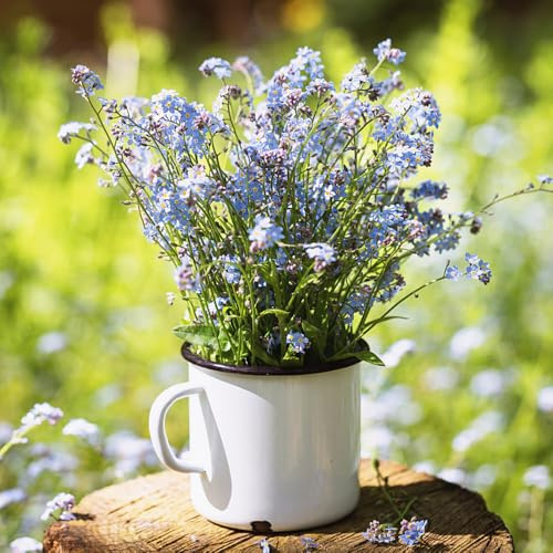 semi di nontiscordardime,semi di di nontiscordardime,balcone serra,giardino interno Semi di,decorazioni per davanzali,da piantare da giardino,450pcs