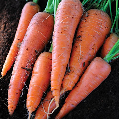 Carrot Seeds Grow Your Own Vegetable Garden & Allotment Produce Autumn King 2 Variety Approx 1500 Seeds Finished Packet by Thompson & Morgan
