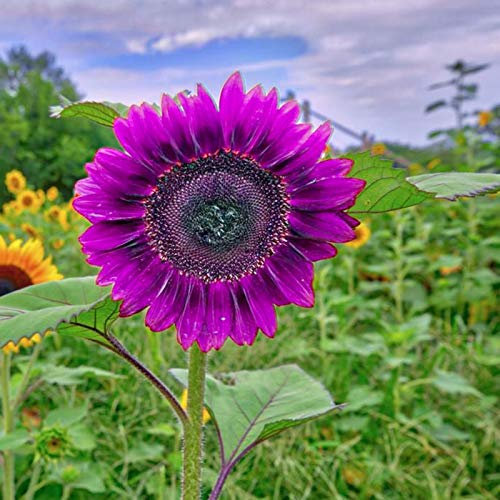 Benoon Semi Di Girasole, 100 Pezzi/Borsa Semi Di Girasole Pianta Annuale Non OGM Piantine Di Fiori Viola Marguerite Per Giardinaggio Semi di Girasole