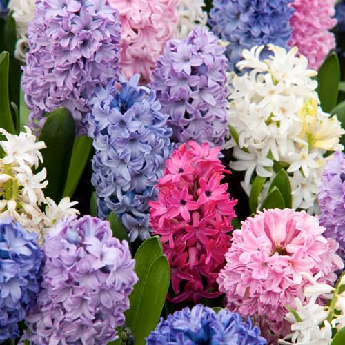 Plant in a Box - Hyacinthus Mix - Set de10 - Bulbes de Jacinthe - Bulbes de fleurs résistantes pour jardin, terrasse ou balcon