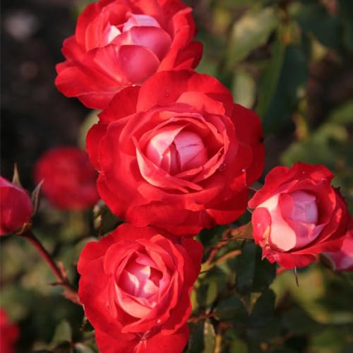 Heirloom Roses Rose Plant - Mandarin Ice® Red Rose Bush, Floribunda Live Plant for Planting Outdoors