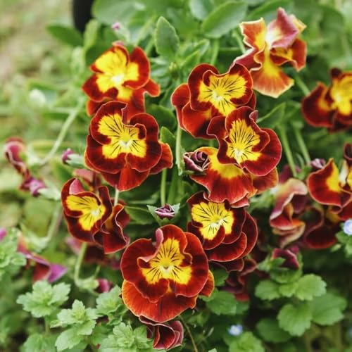 semi di viola del pensiero decorazione soggiorno recisi varietà antiche interno rialzata d'appartamento esotiche biologiche 450pcs