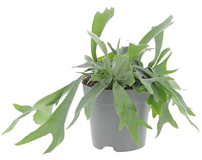 KENTIS - Felce a Corna d'Alce - Platycerium Bifurcatum - Piante Vere da Appartamento - Pianta Decorativa da Interno - H 30 cm Vaso Ø 17 cm