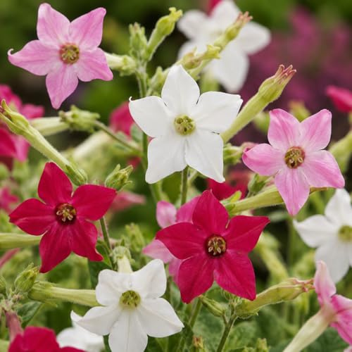 150 Semi Tabacco Ornamentale – Pianta Fiorita Profumata, Varietà Decorativa per Giardino e Balcone, Ideale per Aiuole, Bordure e Vasi, Facile Coltivazione