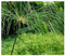 Cyperus papyrus - Echter Papyrus - Papyrusstaude - 15 Samen