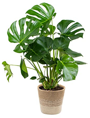 Bloomique - Monstera Deliciosa - Plante à trous - Plante d’intérieur - Dépolluante - Facile à entretenir - 70-80 cm de haut - Panier en jute 21 cm
