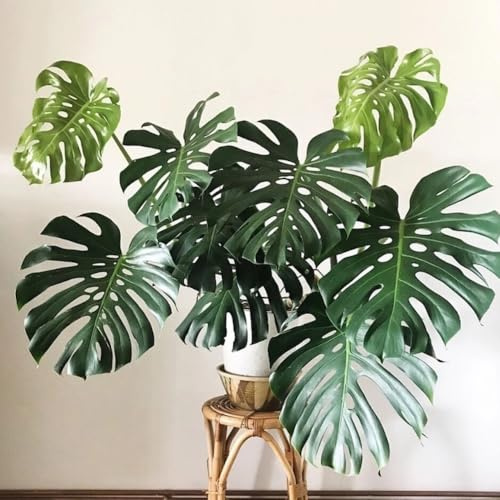 Philodendron Plant Live, Rare Tropical Variegated Live Indoor Houseplant, Starter Plants No Pot, 5-9 in Tall (Monstera Deliciosa)