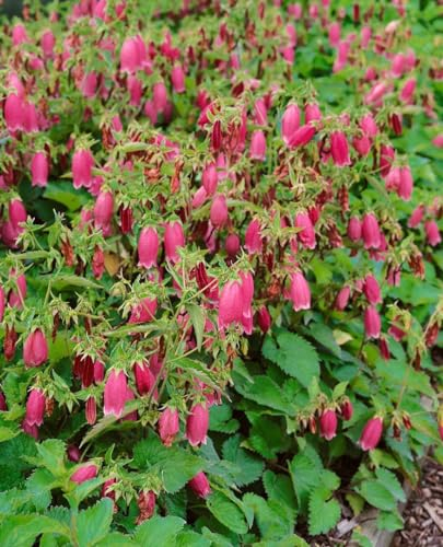 Campanula punctata 'Beetroot' 11x11 cm Topf – Winterhart, Mehrjährig, Pflegeleicht – Gefleckte Glockenblume – Staude für Beet & Rabatte