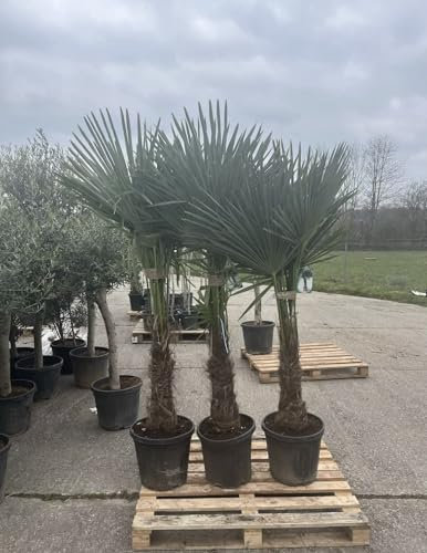 Trachycarpus Fortunei Hanfpalme, XXL, Stammhöhe 50-80 cm, Gesamthöhe 170-200 cm, Winterhart