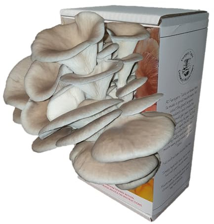 Florida Oyster Mushroom Growing Kit | Gardening Gifts - Ready to Grow Mushrooms Kit | Fun to Grow & Delicious to Eat | Florida Oyster Grow Kit | Grow Your Own Kits - Mushroom Gifts | Foragers Table