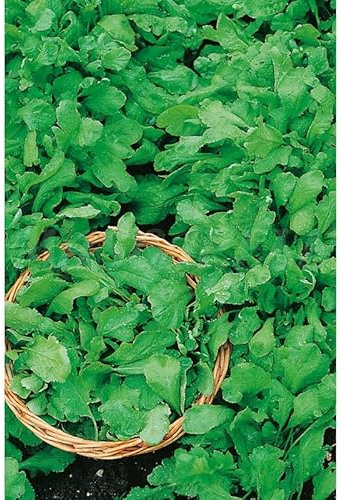 Semillas aromáticas - Berro de jardín - Mascarell