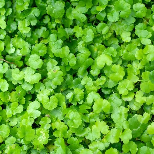 centella asiatica - gartenkräuter büropflanzen nachhaltige 160samen