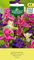 AGRONOM | Salvia muschiata semi | Semi di fiori | Fiori annuali, alti 60-70 cm, con foglie decorative bicolori | Semi di piante | Semi da giardino | 1 confezione