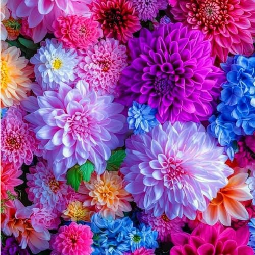 Dalias bulbos.Perenne, ideal para embellecer el paisaje. Hojas altas y grandes. Tolera el frío.（NVNJHJN）.-8 bulbos-A