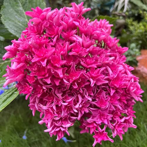 250 pcs hortensien samen winterhart-schneeballhortensie， hochbeet samen bonsai samen robuste balkonpflanzen winterhart pflanzenkübel pflanzen für draußen winterhart balkon blumen