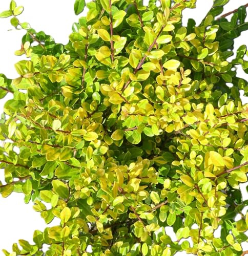 Lot de 5 houx japonais Bergilex Ilex crenata « Golden Gem » jaune 30-40 cm