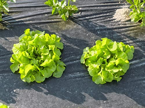 Película compostable para mantillo de jardín de fieltro de 1,4 x 25 metros contra malas hierbas, se composta incluso en el suelo en 3 meses