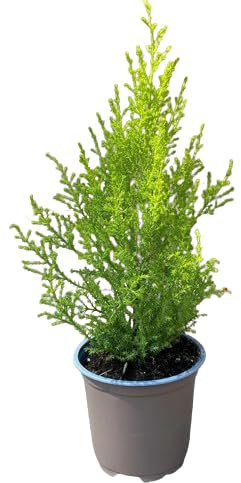 Ciprés Amarillo Natural Belleza Dorada para tu Área Exterior