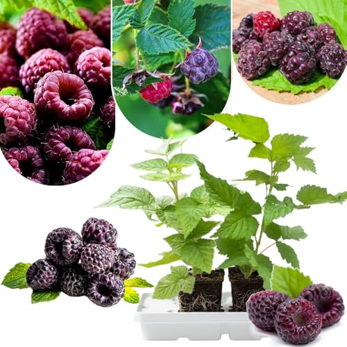 2 Glencoe Thornless Raspberry Plants Live, Sweet Raspberry Bush Shrub to Grow, Well-Rooted 4-8 in Tall, Cold Hardy