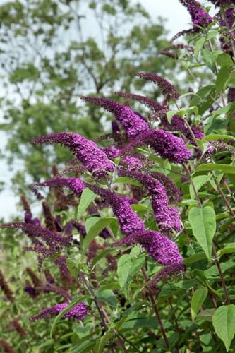 Buddleja 'African Queen' 100-125 cm - Schmetterlingsflieder, violette Blüten, Blütezeit Juli-September, Schmetterlingsmagnet, pflegeleicht und winterhart
