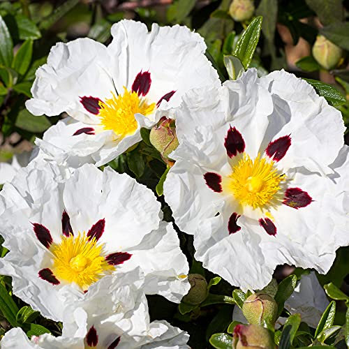 Cistus Alan Fradd - Rock Rose | Evergreen Potted Bushy Garden Shrub for Sale UK (15-30cm Incl. Pot)