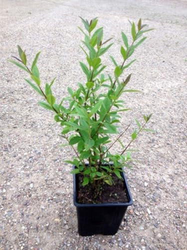 15 x Liguster im Topf 30cm 4m Hecke Ligusterhecke Heckenpflanzen