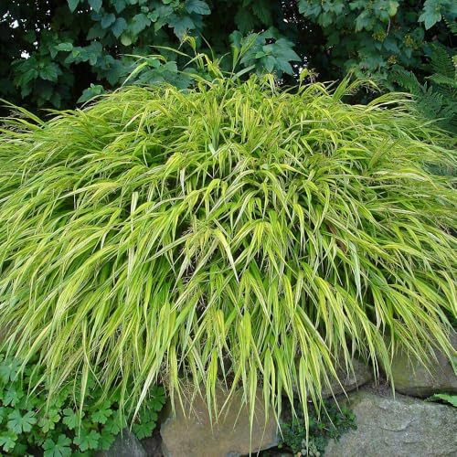 Hakonechloa macra 'Aureola' – Ornamental Japanese Grass, Green & Yellow Striped Foliage, Ideal for Containers and Gravel Gardens, Low Maintenance - 2X 9cm Potted Plants by Thompson & Morgan