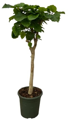 Ficus Umbellata stam – 150 cm – Ø 33 cm