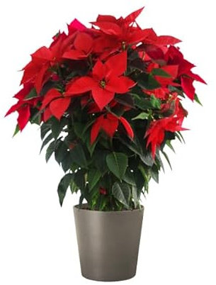 Planta Natural Poinsettia Flor de Pascua Planta Viva