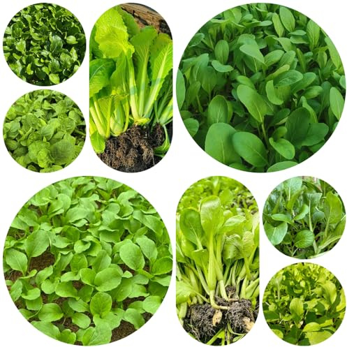 I semi di Pak Choi sono resistenti all'inverno, senape cinese all'esterno, per il giardino 1000pcs