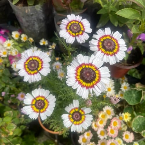 semillas de aciano - aciano Decoraciones otoñales un jardín resistente balcón de en balcón interior raras jardín semillas 60semillas