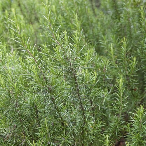rosmarino biologico giardino, ufficio decorazioni autunnali, verdi balcone biologiche per la copertura del terreno 100semi