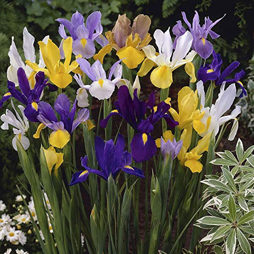 YouGarden Mixed Colour Dutch Iris Bulbs, Pack of 75 Bulbs, Ready for Autumn Planting, Size 6/8 Spring Flowering for Garden Borders and Patio Pots