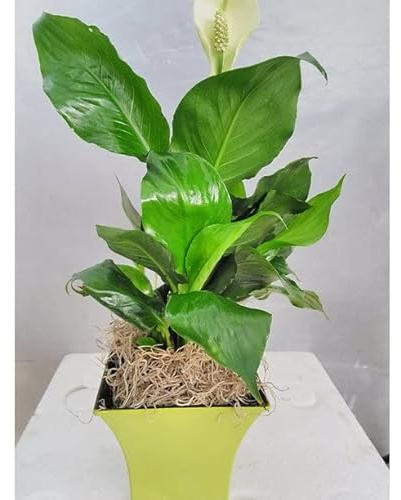 Jmbamboo - Peace Lily Plant - Spathyphyllium - Decorative 5'' Lime Green Pot